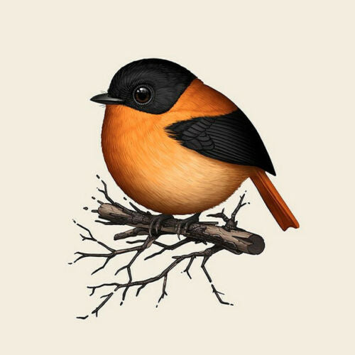 Black and Orange Flycatcher by Mike Mitchell, 8" x 10" Fine Art Giclee