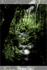 Predator by Tsuchinoko, 18" x 24" Screen Print